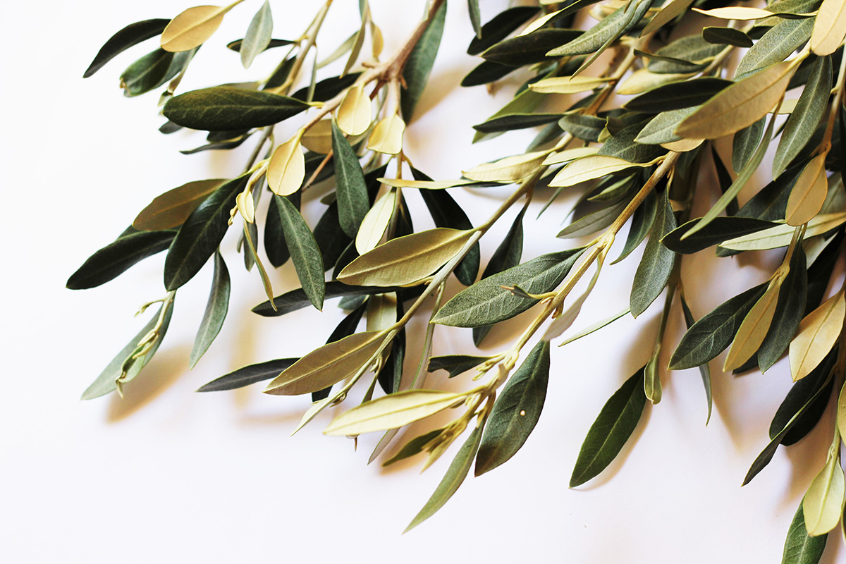 Olive branches used on Palm Sunday in Dalmatia