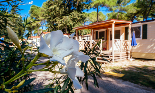 Perfect mobile homes in Zadar 