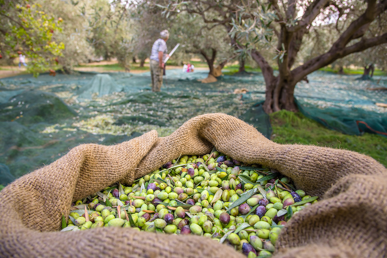 Autumn in Zadar region - olive harvest