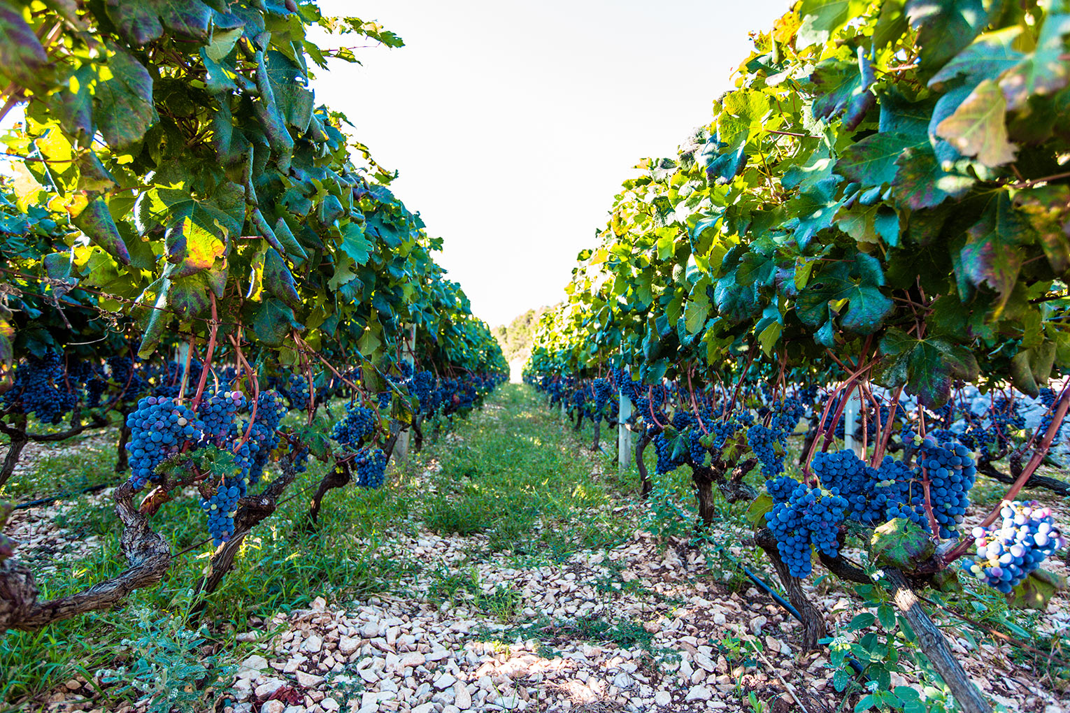 Ein Weinberg in der Zadar Region im Herbst (Quelle: Ivo Biočina, Kroatischer Tourismusverband)