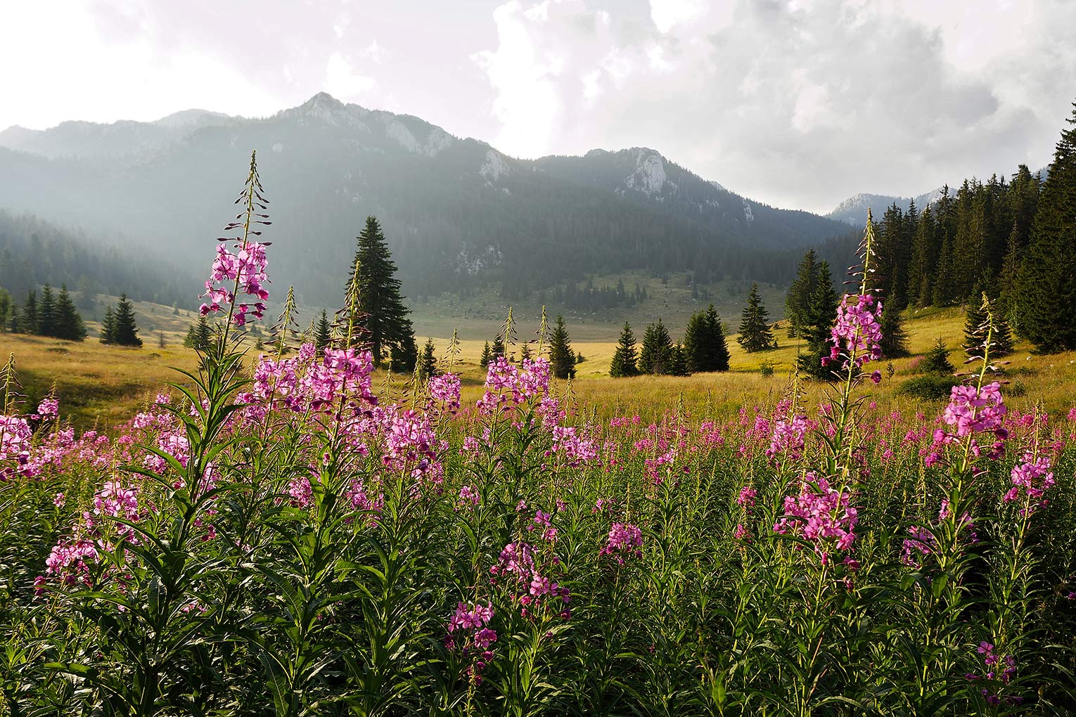 Rich flora in Northern Velebit National Park