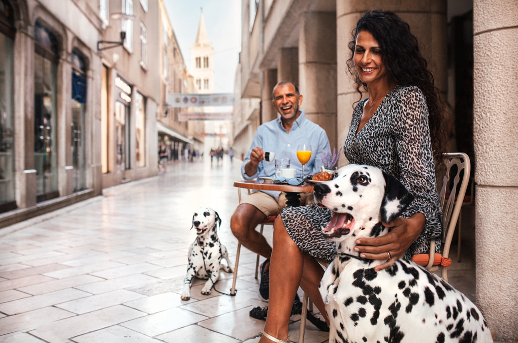 Dalmatiner zu Hause in Zadar (Quelle: Zadar Region)