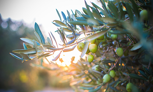 Echtes Olivenöl
