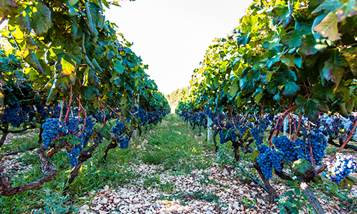 Die besten Weinkellereien