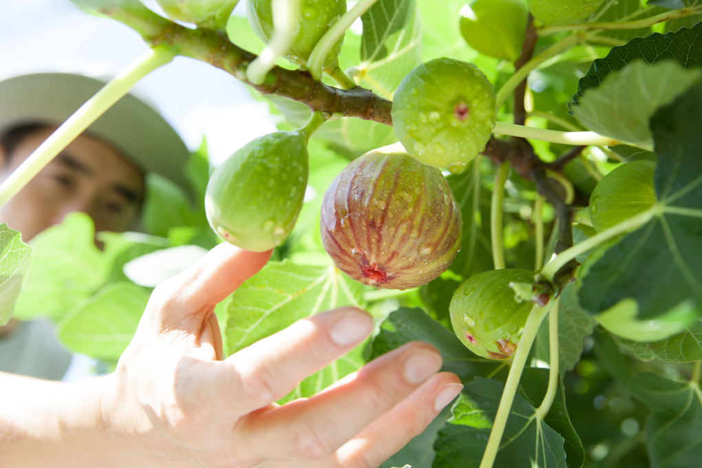 Picking figs