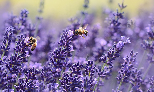 Budrovka lavender