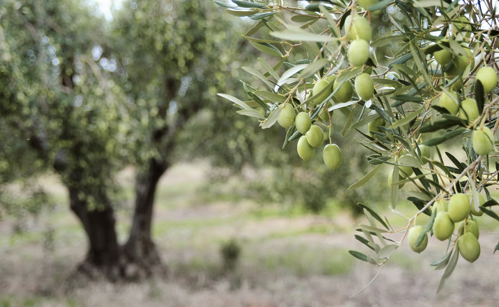 Olivenhain in der Region Zadar